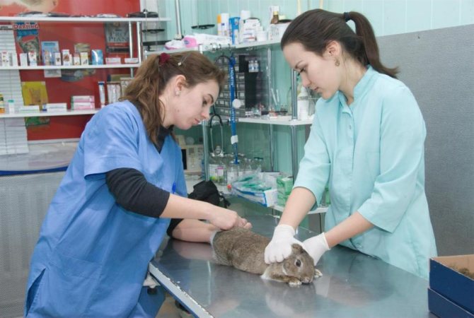 Wenn Anzeichen einer Krankheit auftreten, sollte das dekorative Kaninchen dem Tierarzt gezeigt werden