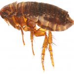 With proper treatment of the pet, the spray causes paralysis in fleas, after which the insects die quite quickly.