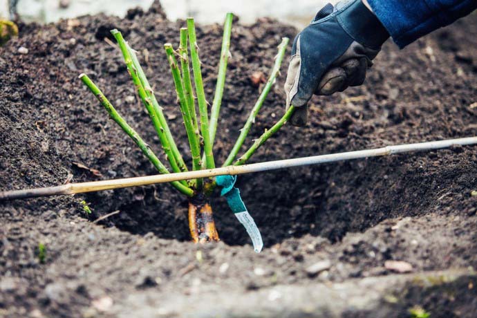 При правилно засаждане кореновата система на разсада се изправя и почвата е добре уплътнена и не образува въздушни джобове