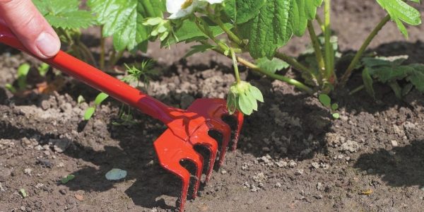 When loosening, it is important not to damage the strawberry bushes.