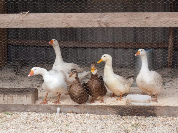 When building a duck house, it is necessary to provide for the possibility of creating a corral, because they need a walk