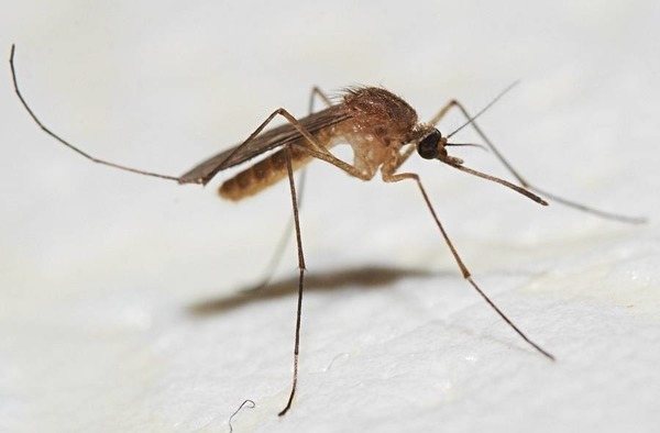 När en mygg biten av en mygga kan en subkutan parasit infekteras.