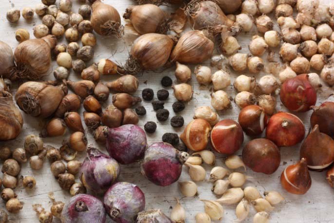 When examining the planting material, you should pay attention to the density of the bulbs, they should not have rotten places and mold.