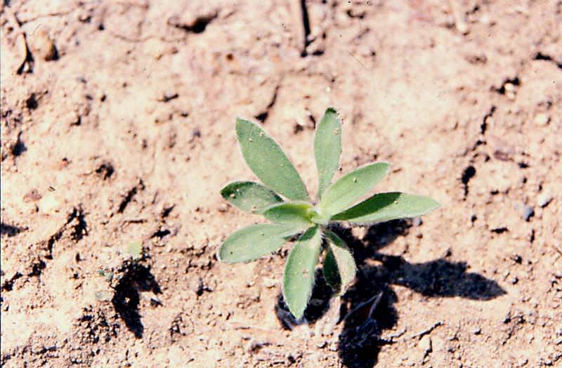 When growing kochia, it must be remembered that this popular ornamental culture in natural conditions prefers semi-deserts and steppes.