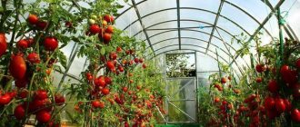 When growing tomatoes in a greenhouse, it is recommended to tie them up and mulch.