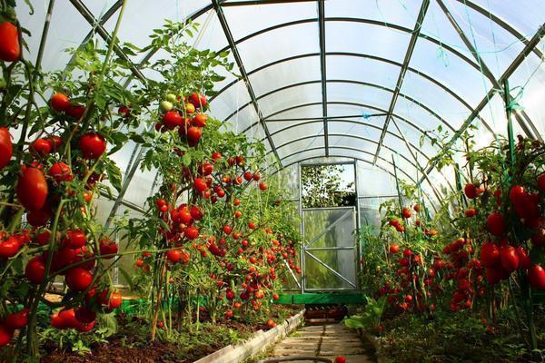 När du odlar tomater i ett växthus rekommenderas det att binda dem och mulch.