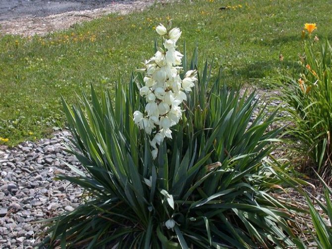 When grown in the open field, garden or street Yucca often sets seeds, the collection of which can be carried out in the last decade of August.