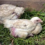 Fjädrar är orsaken till fjäderförlust hos kycklingar.