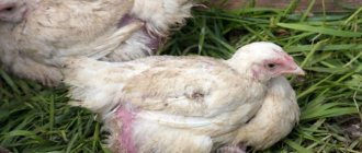 Перата са причина за загубата на пера при пилетата.