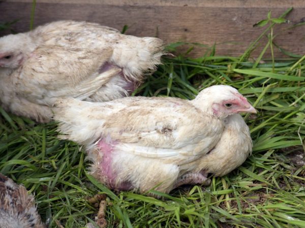 Fjädrar är orsaken till fjäderförlust hos kycklingar.