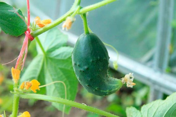 Causes of curvature of cucumbers in the greenhouse