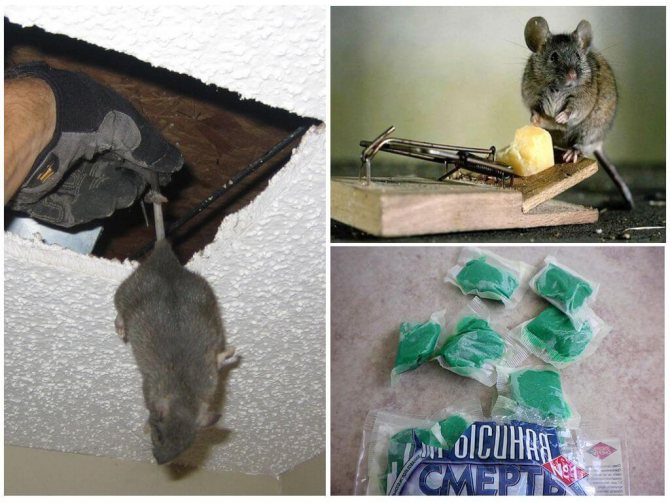 Причини за миризмата на мишката