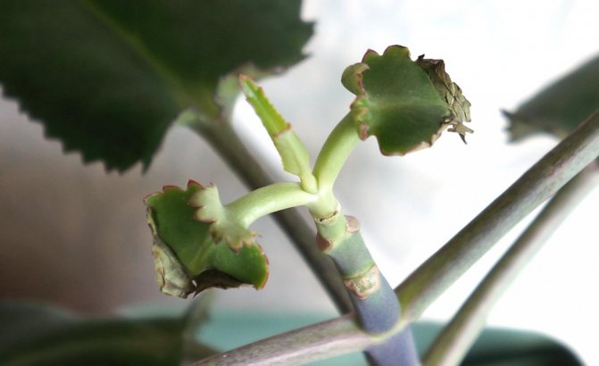Causes of leaf fall in Kalanchoe