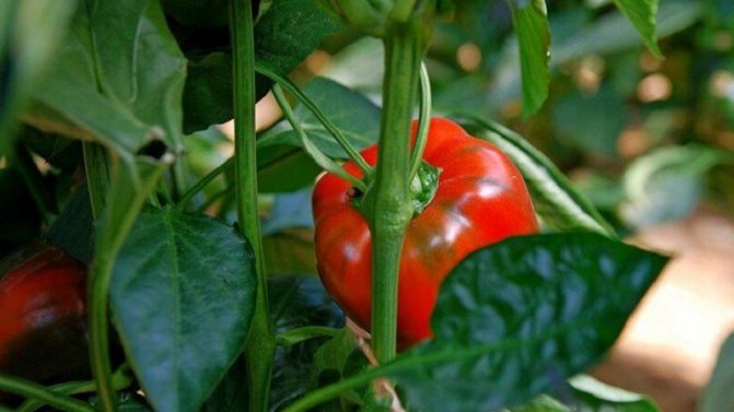 Reasons why peppers do not grow (or why they did not start, why seedlings grow poorly), what to do in the open field and in a greenhouse