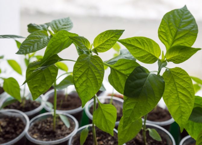 Reasons why peppers do not grow (or why they did not start, why seedlings grow poorly), what to do in the open field and in a greenhouse
