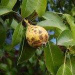 Causes of pear blackening and treatment methods