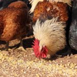 Příčiny průjmu u kuřat