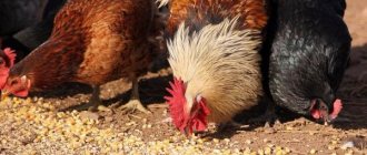 Causes of diarrhea in chickens
