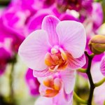 Mga dahilan para sa paglitaw ng malagkit na patak sa isang orchid