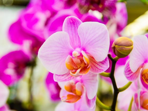 Reasons for the appearance of sticky drops on an orchid