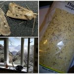 Causes of the appearance of moths