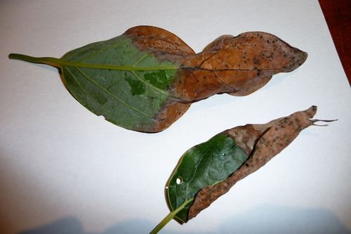 Causes of stains on indoor plants