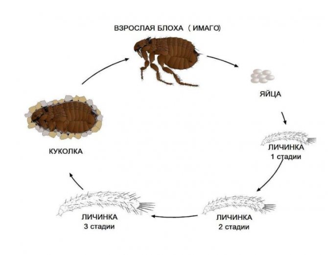 The reasons for the appearance of earthen fleas in the house and methods of dealing with them