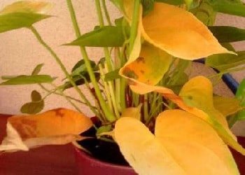 Causes of yellowing leaves in anthurium