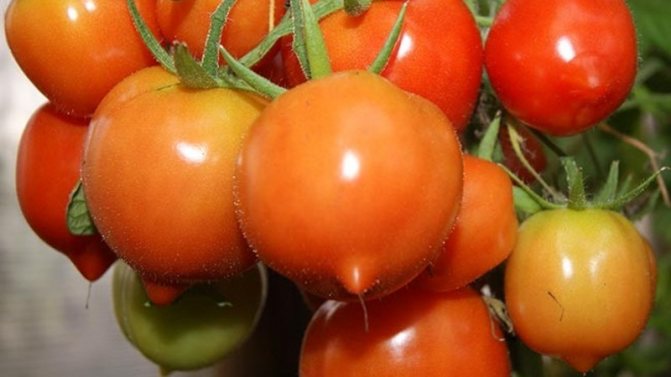 '' Gillar utseendet och kärleken för smaken - tomat
