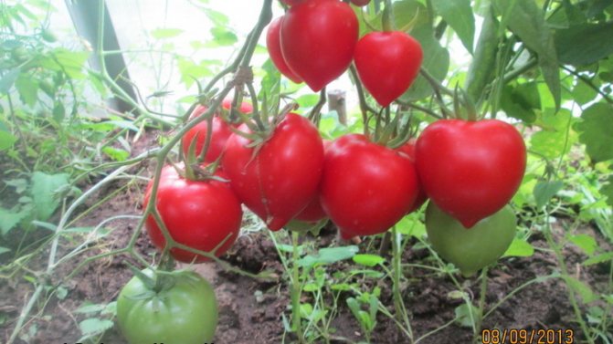 '' Ще хареса външния вид и любовта към вкуса - домат