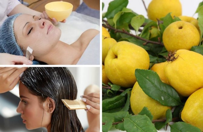 The use of quince in cosmetology