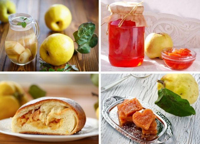 The use of quince in cooking