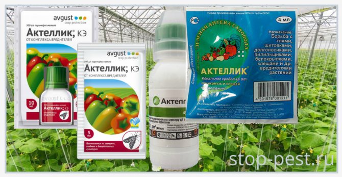 Приложение на "Actellik, KE" върху зеленчукови култури в защитена почва