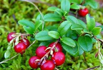 The use of lingonberry leaves for various diseases