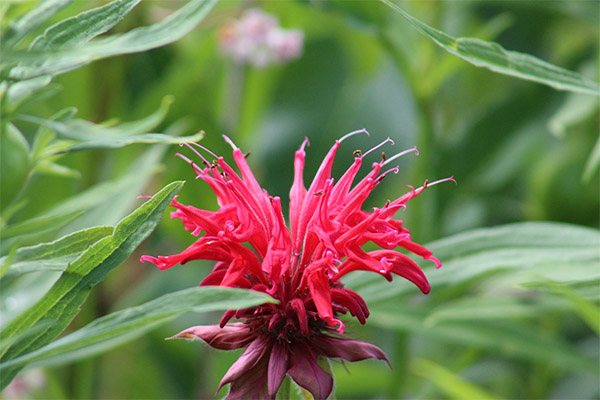 The use of monarda in cooking