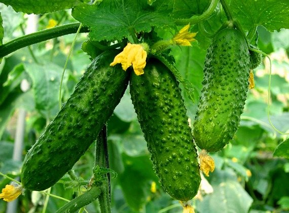 The use of cucumbers in traditional medicine