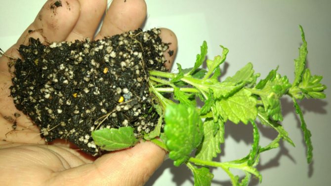 Penggunaan vermikulit dalam hortikultur