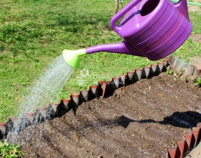 Folosim amoniac de la dăunători din grădină înainte de plantare