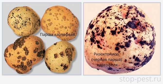 Примери за често срещани картофени болести