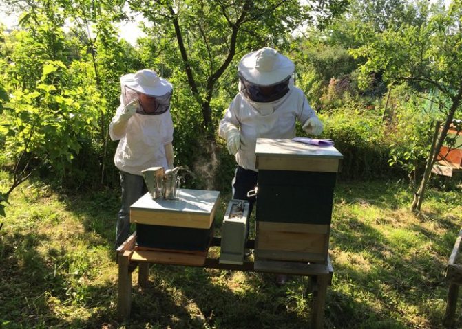 Tanda-tanda untuk pemelihara lebah
