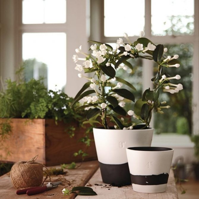 Signs if Stephanotis is at home