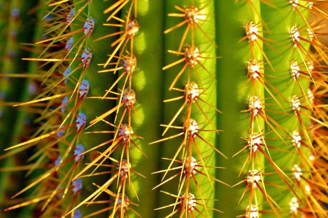 Signs about cacti