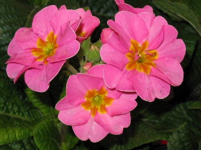 Indoor primrose: care and cultivation at home