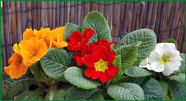 primrose cultivation and care at home