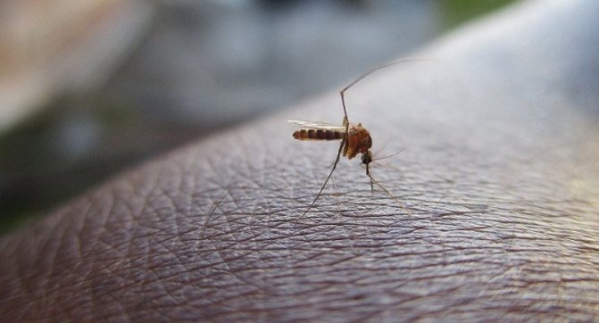 Как работи стръвта против комари
