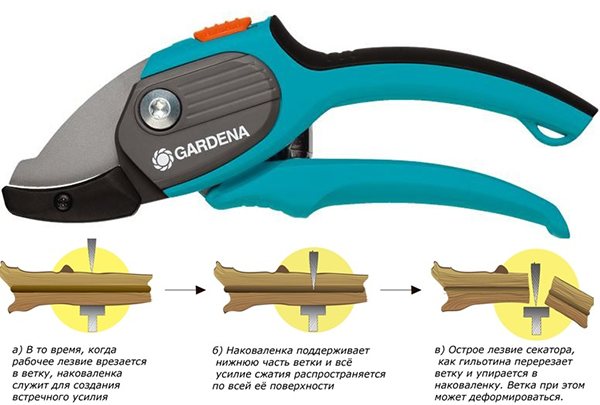 The principle of operation of the contact pruner with anvil