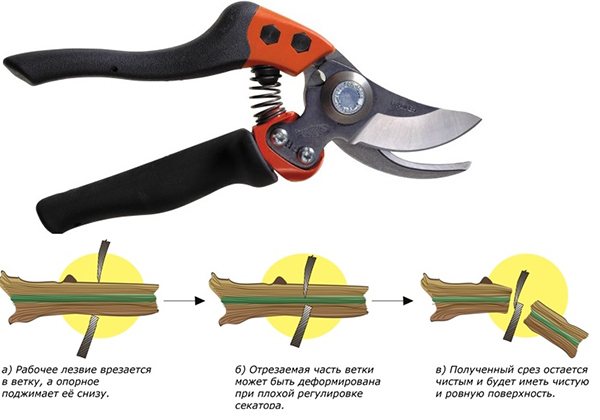 The principle of operation of the flat (bypass) pruner