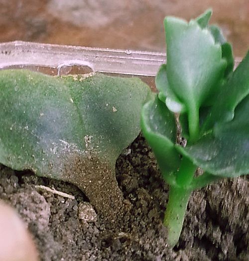 The planted Kalanchoe leaf was accepted