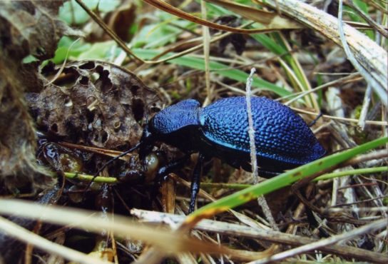 natural zone of the Caucasian ground beetle