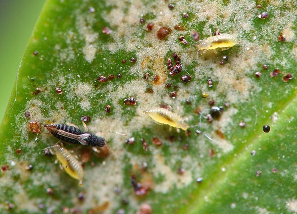 Růst kolonií hmyzu.